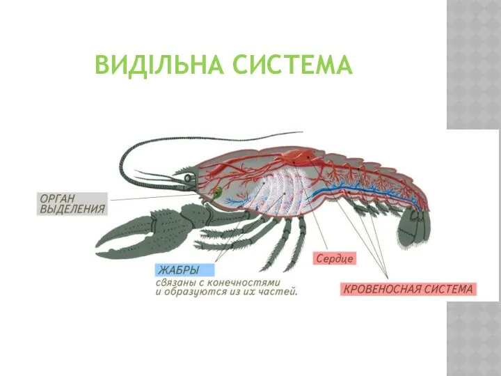 ВИДІЛЬНА СИСТЕМА