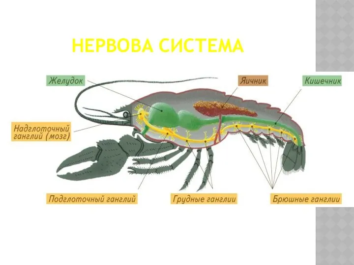 НЕРВОВА СИСТЕМА