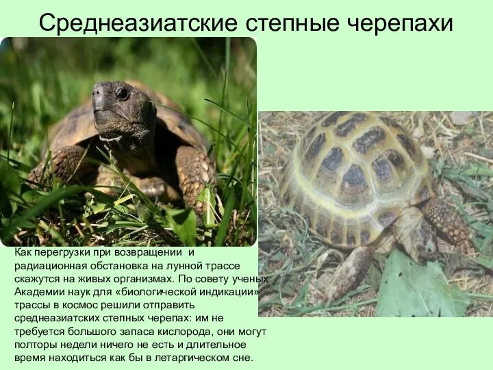 Среднеазиатские степные черепахи Как перегрузки при возвращении и радиационная обстановка
