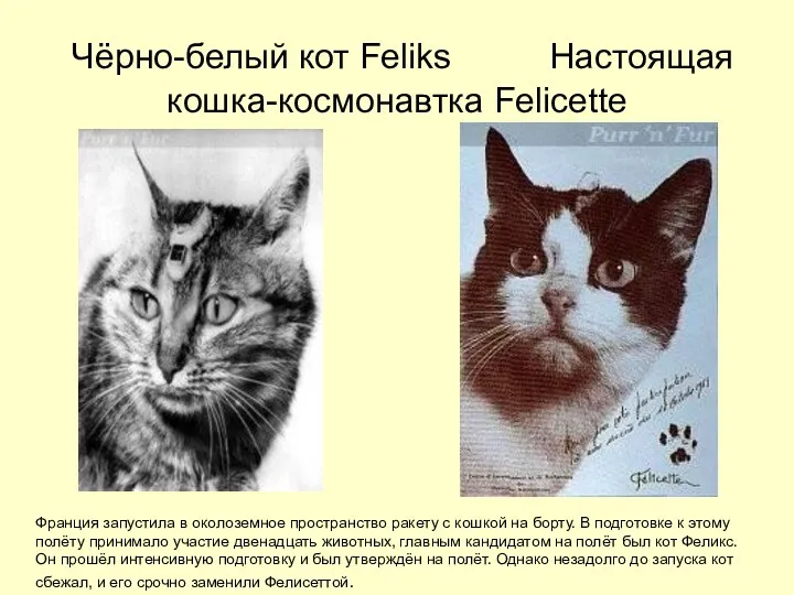 Чёрно-белый кот Feliks Настоящая кошка-космонавтка Feliсette Франция запустила в околоземное