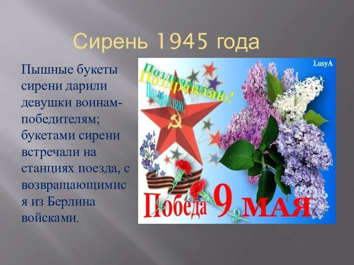 Сирень 1945 года Пышные букеты сирени дарили девушки воинам-победителям; букетами