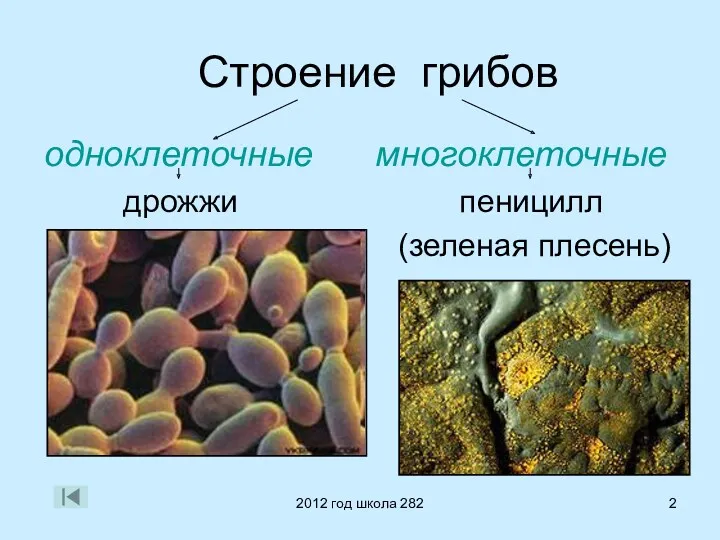 2012 год школа 282 Строение грибов одноклеточные многоклеточные дрожжи пеницилл (зеленая плесень)