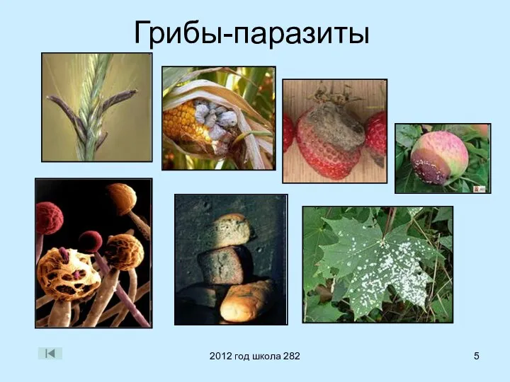 2012 год школа 282 Грибы-паразиты