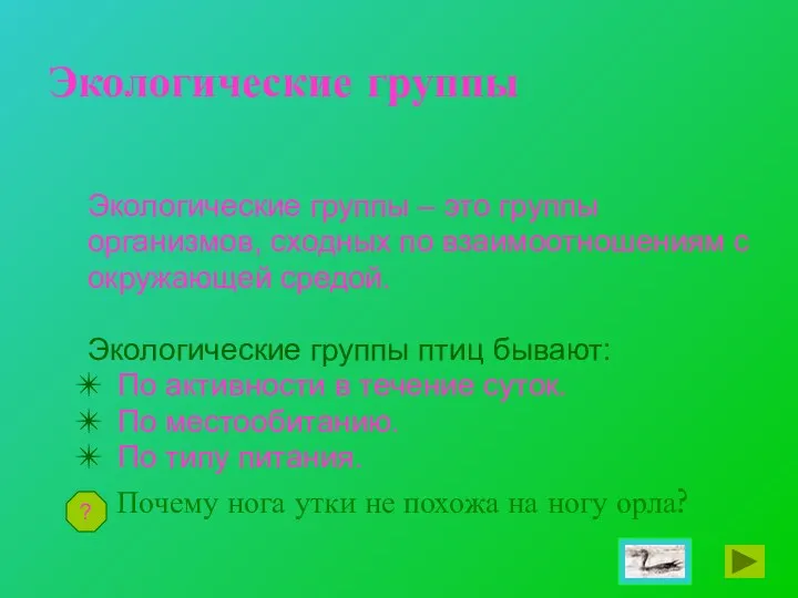 Экологические группы Экологические группы – это группы организмов, сходных по