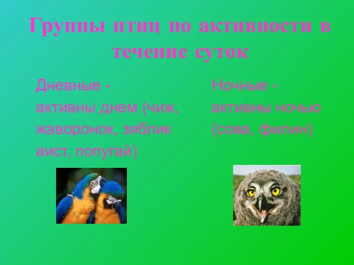 Группы птиц по активности в течение суток Дневные - активны