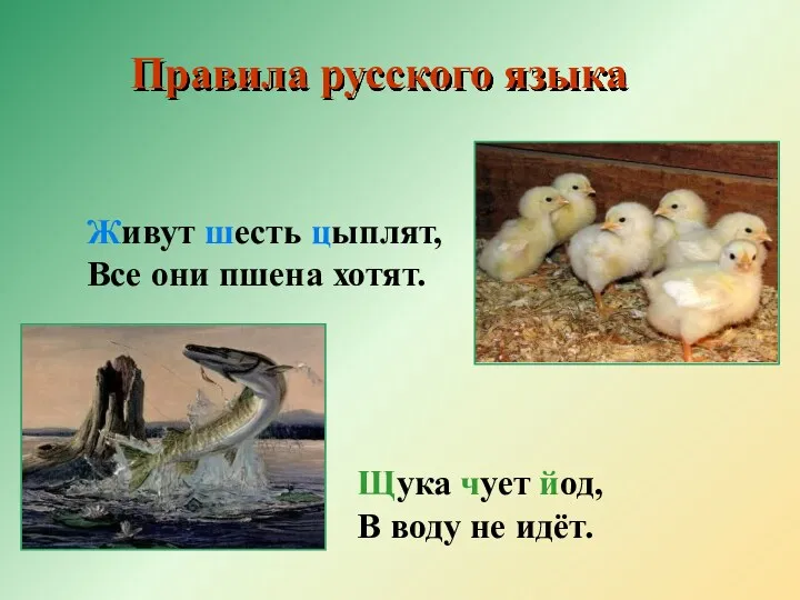 Щука чует йод, В воду не идёт. Живут шесть цыплят,