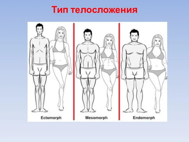Тип телосложения