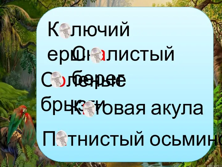 Колючий ерш Скалистый берег Соленые брызги Китовая акула Пятнистый осьминог