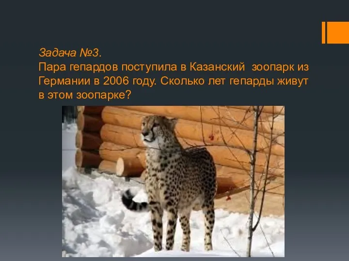 Задача №3. Пара гепардов поступила в Казанский зоопарк из Германии