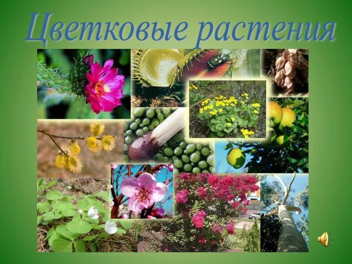 Цветковые растения