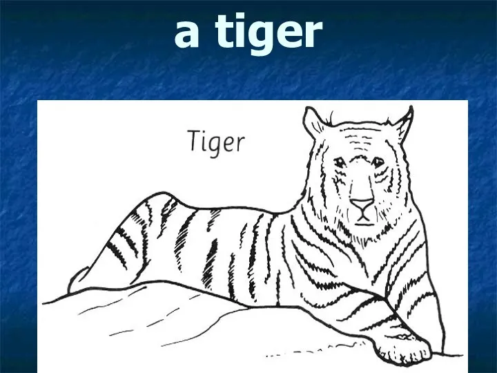 a tiger