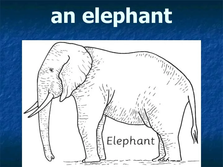 an elephant