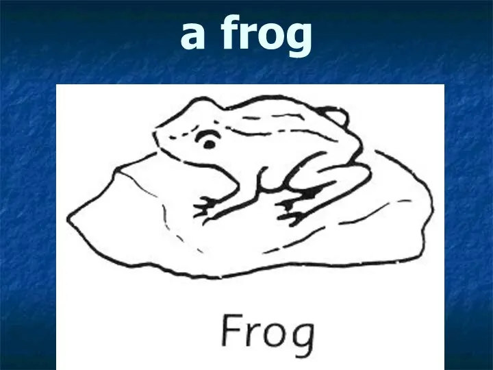 a frog