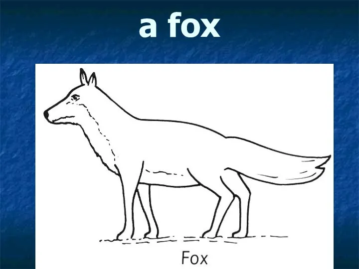 a fox