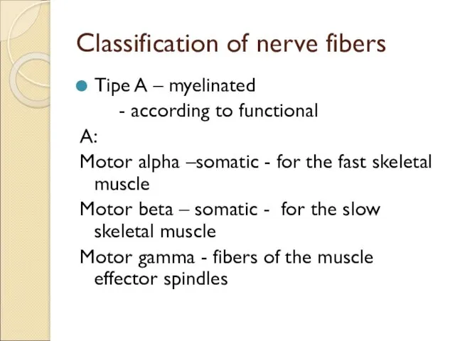 Classification of nerve fibers Tipe A – myelinated - according