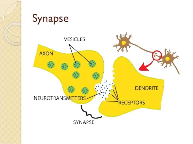 Synapse