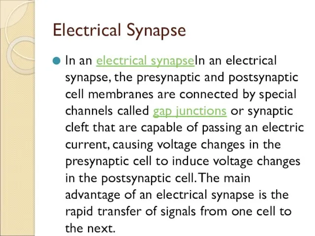 Electrical Synapse In an electrical synapseIn an electrical synapse, the