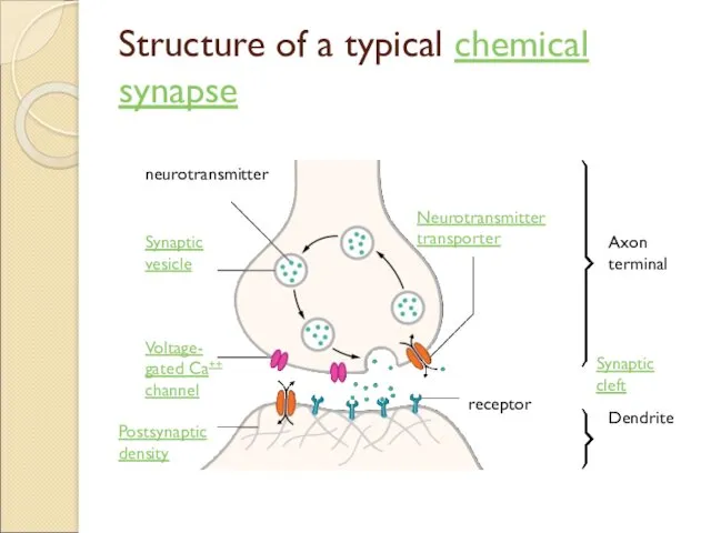 Structure of a typical chemical synapse Axon terminal Dendrite Synaptic