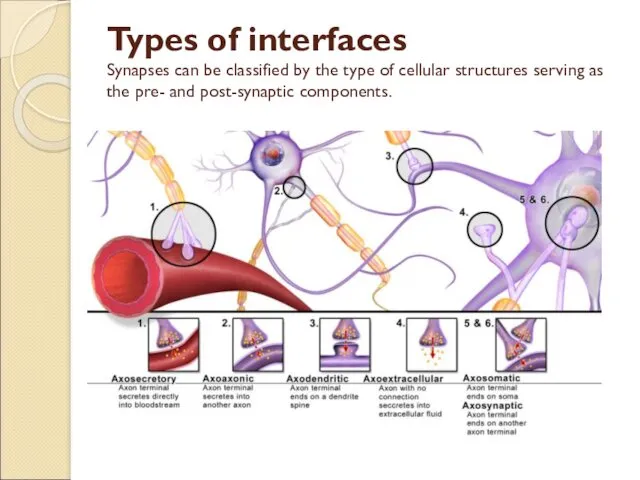 Types of interfaces Synapses can be classified by the type