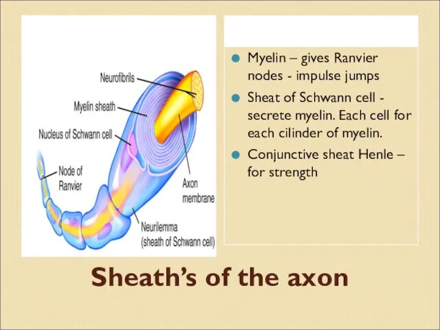 Sheath’s of the axon Myelin – gives Ranvier nodes -