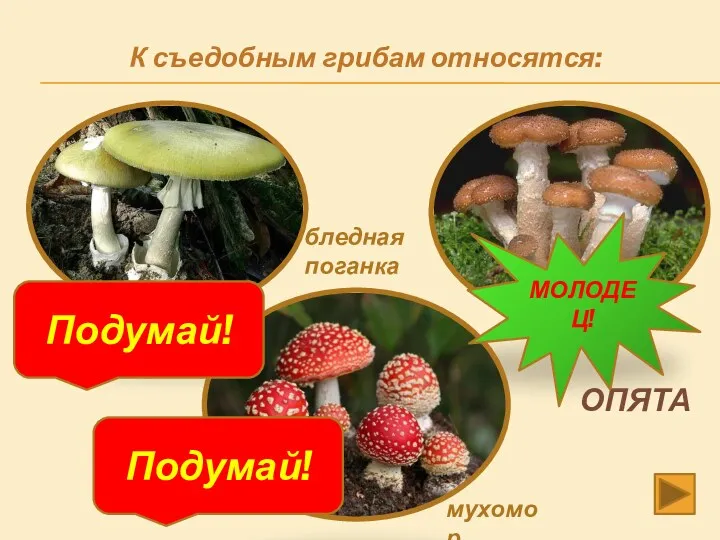 К съедобным грибам относятся: