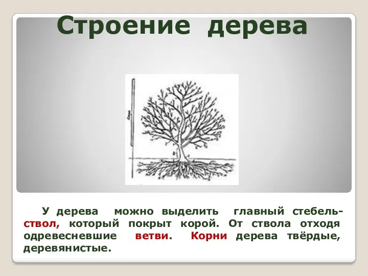 Строение дерева У дерева можно выделить главный стебель- ствол, который покрыт корой. От