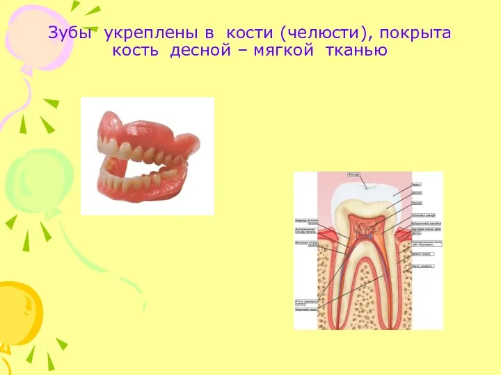 Зубы укреплены в кости (челюсти), покрыта кость десной – мягкой тканью