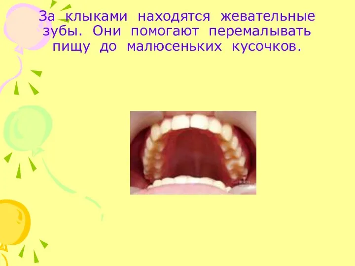 За клыками находятся жевательные зубы. Они помогают перемалывать пищу до малюсеньких кусочков.