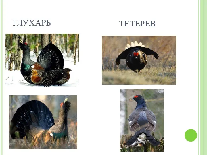 ГЛУХАРЬ ТЕТЕРЕВ