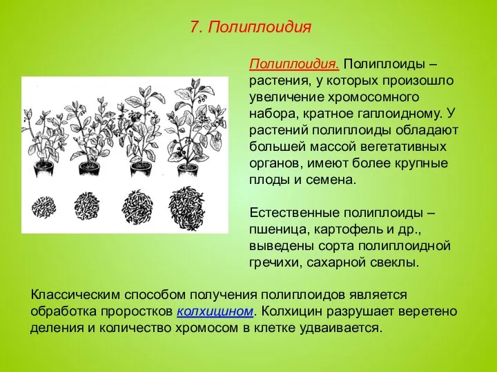 Полиплоидия. Полиплоиды – растения, у которых произошло увеличение хромосомного набора, кратное гаплоидному. У