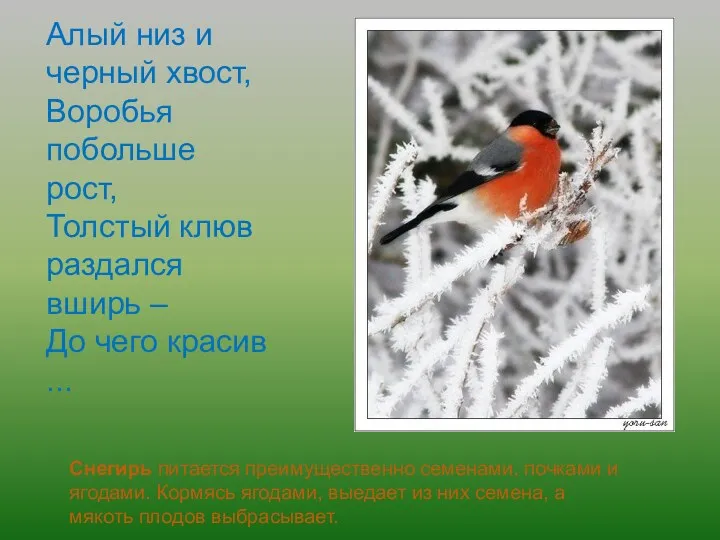 Алый низ и черный хвост, Воробья побольше рост, Толстый клюв