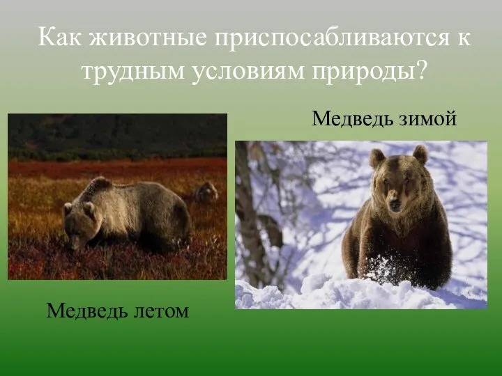 Как животные приспосабливаются к трудным условиям природы? Медведь зимой Медведь летом