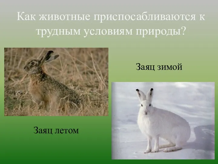 Как животные приспосабливаются к трудным условиям природы? Заяц зимой Заяц летом