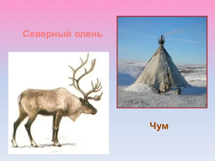 Чум Северный олень