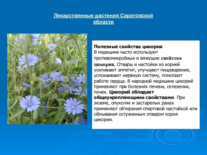 Лекарственные растения Саратовской области Полезные свойства цикория В медицине часто