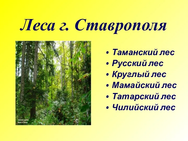 Леса г. Ставрополя Таманский лес Русский лес Круглый лес Мамайский лес Татарский лес Чилийский лес