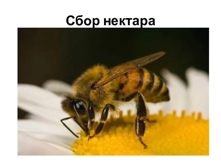 Сбор нектара