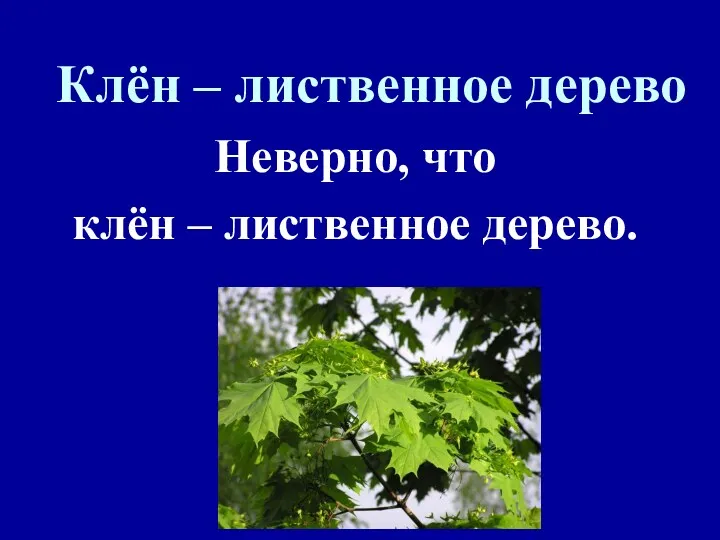 Клён – лиственное дерево Неверно, что клён – лиственное дерево.