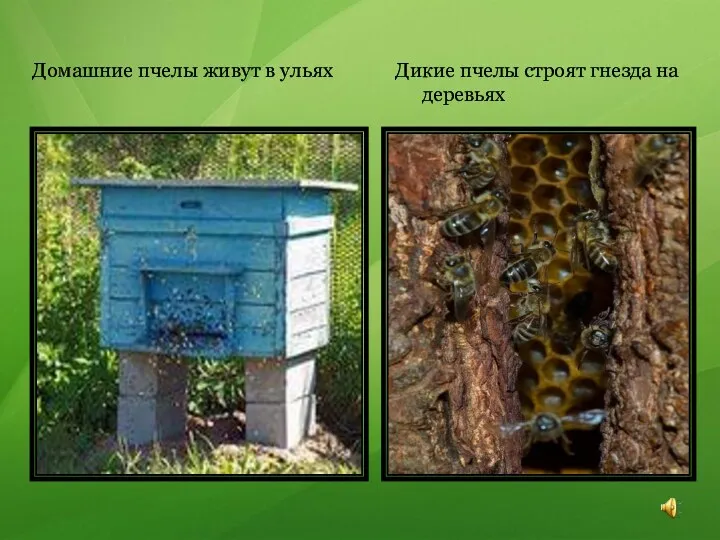 Домашние пчелы живут в ульях Дикие пчелы строят гнезда на деревьях