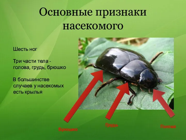 Основные признаки насекомого Шесть ног Три части тела - голова, грудь, брюшко В