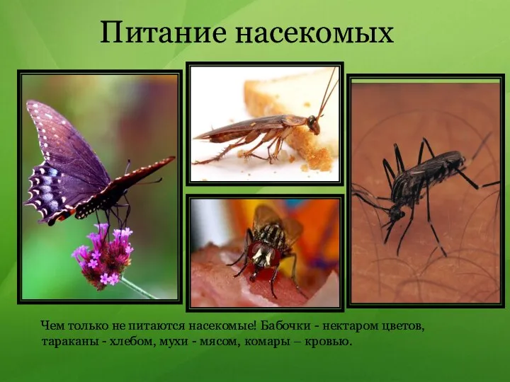 Питание насекомых Чем только не питаются насекомые! Бабочки - нектаром цветов, тараканы -