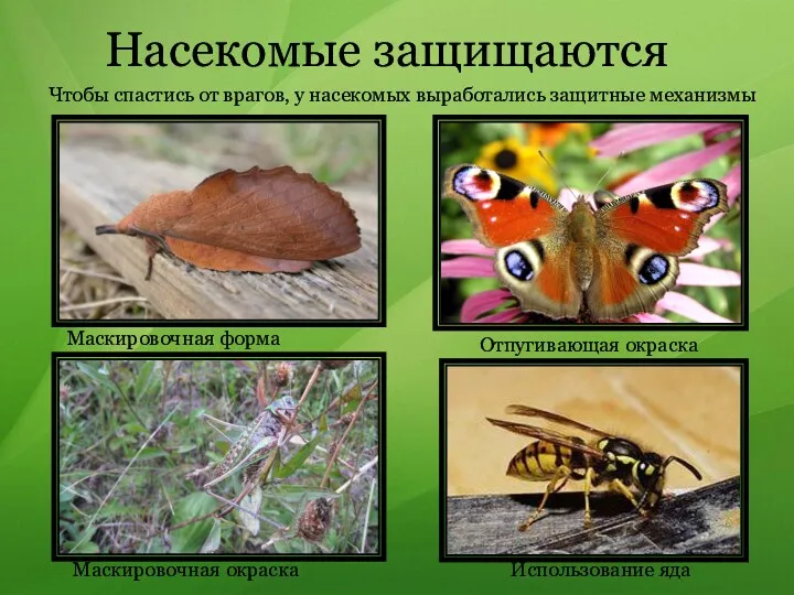 Насекомые защищаются Чтобы спастись от врагов, у насекомых выработались защитные механизмы Маскировочная окраска