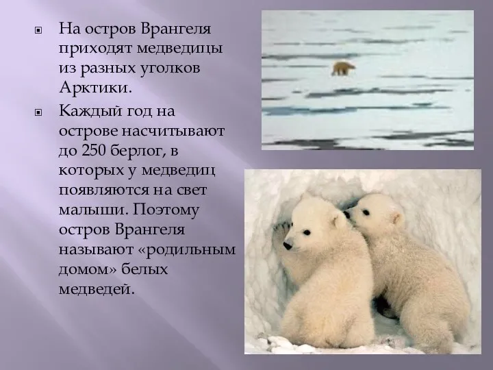 На остров Врангеля приходят медведицы из разных уголков Арктики. Каждый