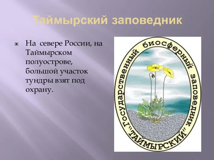 Таймырский заповедник На севере России, на Таймырском полуострове, большой участок тундры взят под охрану.