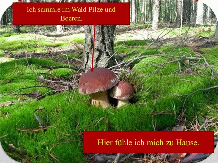 Ich sammle im Wald Pilze und Beeren. Hier fühle ich mich zu Hause.