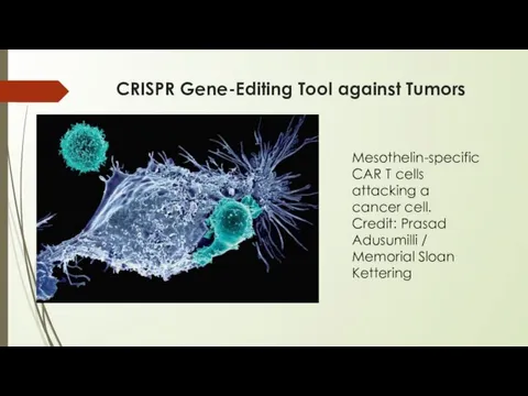 CRISPR Gene-Editing Tool against Tumors Mesothelin-specific CAR T cells attacking
