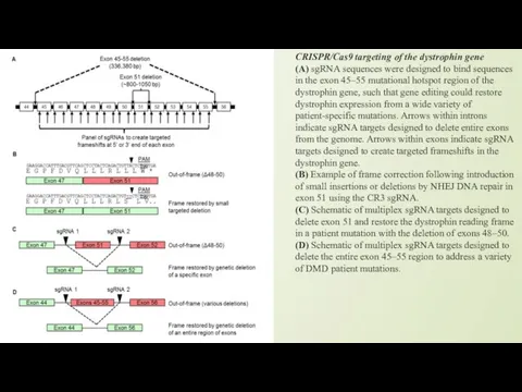 CRISPR/Cas9 targeting of the dystrophin gene (A) sgRNA sequences were