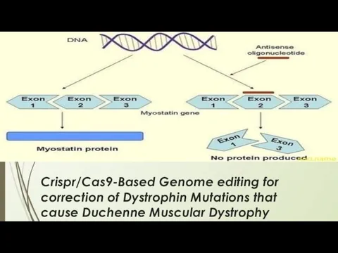 Crispr/Cas9-Based Genome editing for correction of Dystrophin Mutations that cause Duchenne Muscular Dystrophy