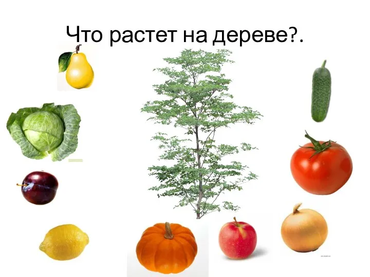 Что растет на дереве?.