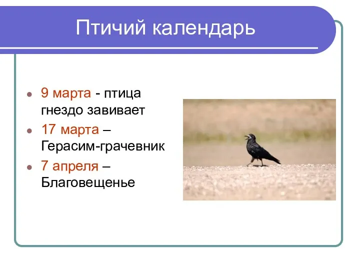 Птичий календарь 9 марта - птица гнездо завивает 17 марта – Герасим-грачевник 7 апреля – Благовещенье